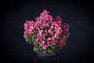 Brązowa Róża - Rosarium Szkółka Róż za Mozart Lambert 1936 Brązowa Róża - Rosarium Szkółka Róż za Mozart Lambert 1936