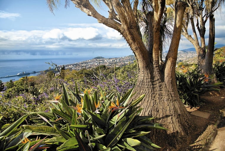 Kwitnące na wzgórzu strelicje, obok smocze drzewa (Dracaena draco), a u stóp panorama miasta Funchal i Atlantyk - takie widoki można podziwiać tylko na Maderze. Kwitnące na wzgórzu strelicje, obok smocze drzewa (Dracaena draco), a u stóp panorama miasta Funchal i Atlantyk - takie widoki można podziwiać tylko na Maderze.