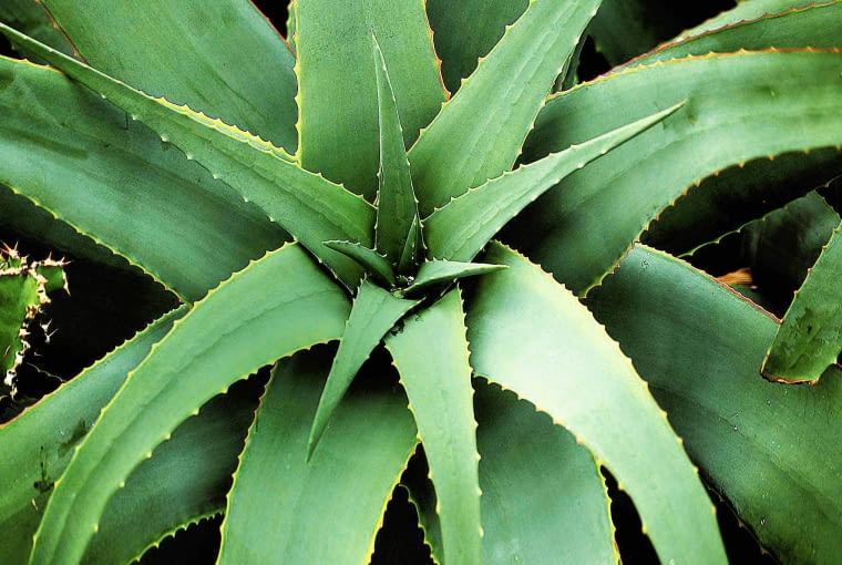 aloes, rośliny doniczkowe