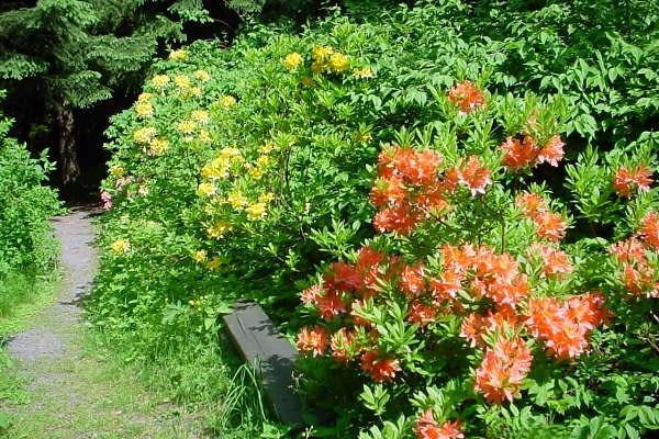 Arboretum w Lądku Zdrój Arboretum w Lądku Zdrój