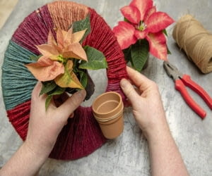 Krok 4: Umieść miniaturowe poinsecje w glinianych doniczkach. Powtórz kroki 1-4 z pozostałymi trzema obręczami.