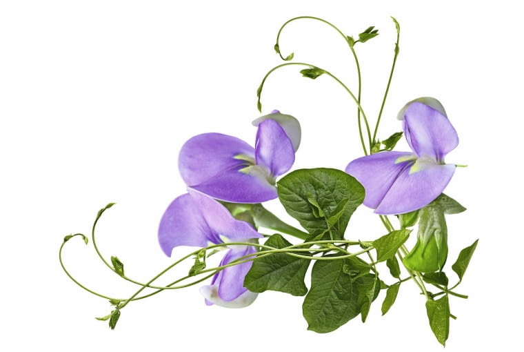 Kwiaty fasolnika chińskiego wyglądają jak groszek pachnący, a owoce jak zielone węże