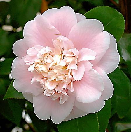 Kwiat anemonowy 21.01.2003 WARSZAWA OGROD BOTANICZNY PAN POWSIN SZKLARNIA KRZEWY KWIATY KAMELIA JAPONSKA CAMELLIA JAPONICA THEACEAE ODMIANA ALBA PLENA FOT. PAWEL SLOMCZYNSKI / AGENCJA GAZETA