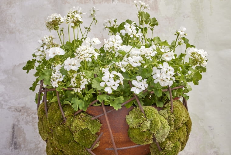 Pelargonia w donicy Pelargonia w donicy