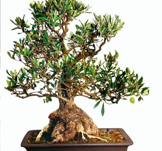 Oliwka BONSAI OLIWKA OLEA
