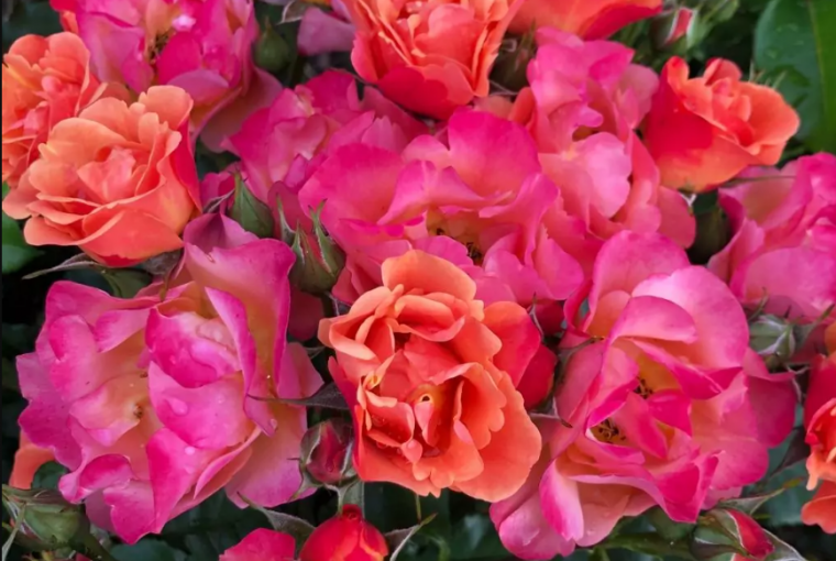 Róża ‘Spicy®’. Wyprostowana, krzaczasta róża rabatowa z obfitymi baldachami, których lekko pełne kwiaty zmieniają barwę z pomarańczowej na różową, tworząc w ten sposób żywą grę kolorów. Doskonałą zdrowotność liści potwierdza wyróżnienie ADR® 2024. Uzupełnienie kolekcji Fantasia® o odmiany o niezwykłych barwach kwiatów.