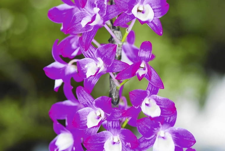 Dendrobium mieszańcowe z białą warżką.