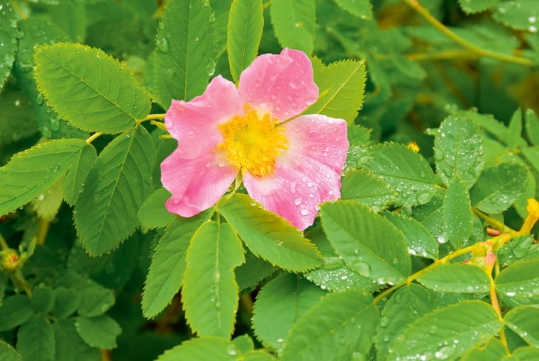 Pojedyncze kwiaty o średnicy 4-5 cm kwitną tylko 1-2 dni.