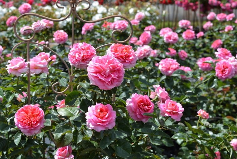 ‘Timeline®’ hodowca: Reinhard Noack. Odmiana wyhodowana przez Reinharda Noacka w 2023 roku, w niemieckiej firmie Noack Rosen. ’Timeline®’ zachwyca niezwykłym połączeniem kolorów jak i intensywnym, kwiatowo-orientalnym. Pełne różowe kwiaty z jasnym spodem tworzą piękny kontrast z ciemnozielonymi, błyszczącymi liśćmi. Dzięki silnemu wzrostowi do około 120 cm nadaje się do sadzenia jako żywopłot lub jako samodzielny krzew.