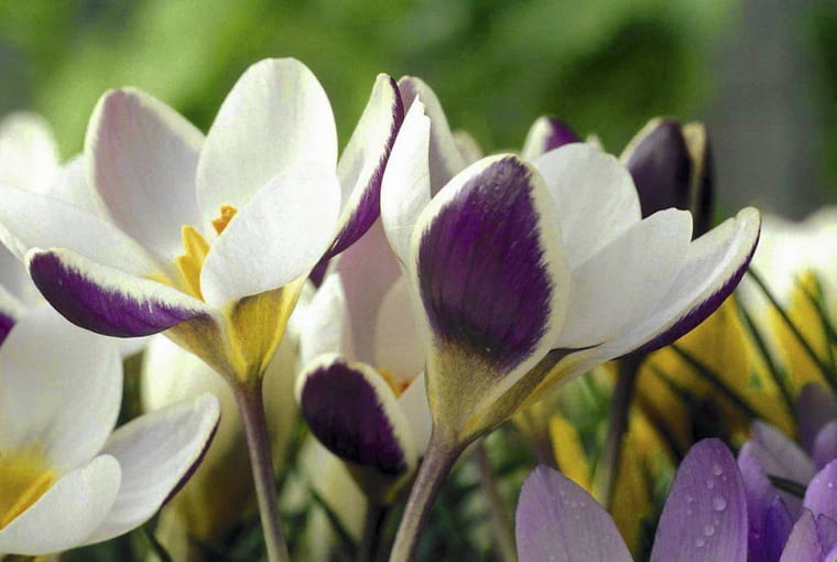 KROKUS ZŁOCISTY 'EYE CATCHER' jest niewielki (ok. 7 cm wysokości); w marcu rozwija kwiaty z charakterystyczną plamką. crocus chrysanthus - eye catcher (white/maroon) open flower, march