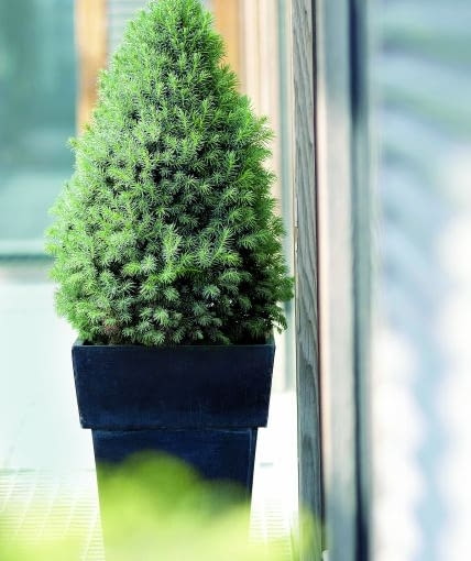 23.05.2006 WARSZAWA DLA CZTERY KATY IGLAK IGLAKI IGLASTE SWIERK PICEA GLAUCA SWIERK BIALY ODMIANA SUNDERS BLUE STYLIZACJA ANETA KOSIBA FOT. LUKASZ ZANDECKI / AGENCJA GAZETA PUBLIKACJA CZTERY KATY NR 8 (178) - 8.2006