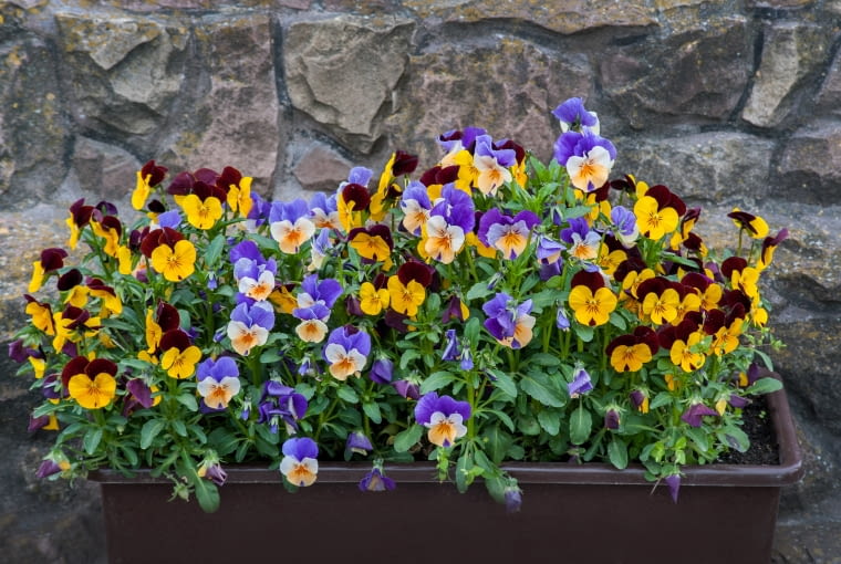 Bratki drobnokwiatowe Bratki drobnokwiatowe