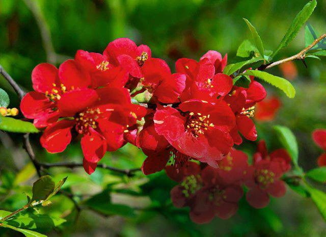 Pigwowiec wspaniały 'Crimson And Gold'