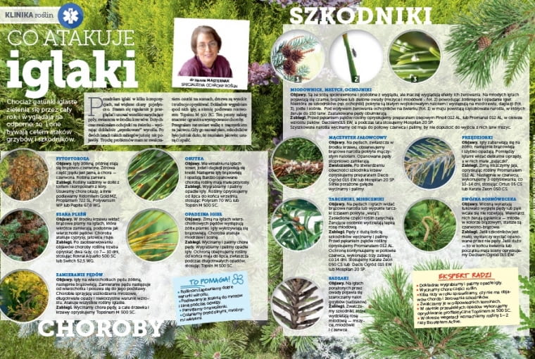 Magazyn Magnolia Magazyn Magnolia