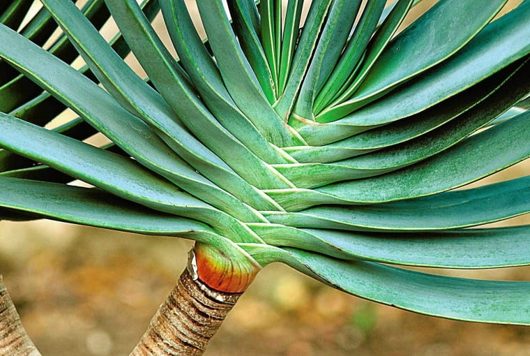 Rozłożyście. Aloes plicatilis to w naturze drzewo dorastające do 5 m. Liście rosną płasko, tworząc szeroki wachlarz. ALOES ALOE PLICATILIS - ROSLINA W NATURZE TWORZY DRZEWA O WYSOKOSCI DO 5 M , SUKULENT LISCIOWY FOT. LILIANNA SOKOLOWSKA PUBLIKACJA MAGNOLIA NR 1 (9) - 1 2013 SLOWA KLUCZOWE: ROSLINA ZDJĘCIE DO WKŁADKI: PUBLIKACJA MAGNOLIA NR 1 (9) - CZASOPISMA