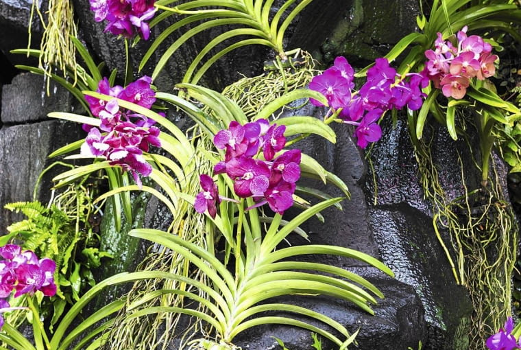 'Nintaya Bright Pink' rosnąca w oranżerii.