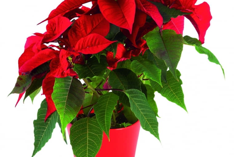 Gdy płatki hipeastrum opadną, pozostawiamy zieloną łodygę. Gdy płatki hipeastrum opadną, pozostawiamy zieloną łodygę.