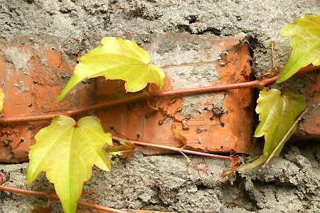 Winobluszcz trójklapowy ma wąsy, a na ich końcach przylgi - wydzielają one substancje, dzięki którym bardzo mocno przywierają do podłoża. 22.09.2005 WARSZAWA ROSLINY PNACZA PARTHENOCISSUS TRICUSPIDATA PRZYLGI