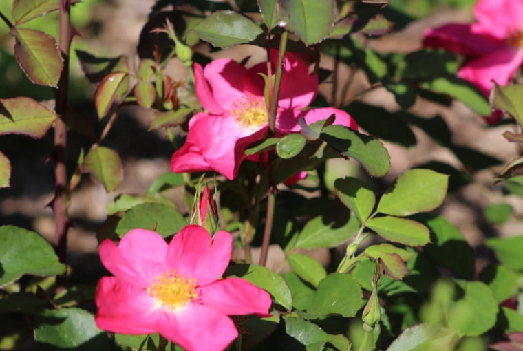 Róża 'Rose of Picardy' Róża 'Rose of Picardy'