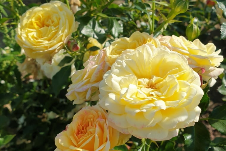 Róża ‘Komorebi’ hod. Łukasz Rojewski. Róża rabatowa floribunda, kwiaty: kremowo-żółte w różnych odcieniach, barwa zmienia się z czasem, kwitną w bardzo dużych kiściach, tak że jedna gałązka może być już małym bukietem; powtarza kwitnienie do jesieni, pachnąca, mrozoodporna, wysokość i szerokość ok. 60-70 cm. Róża ‘Komorebi’ hod. Łukasz Rojewski. Róża rabatowa floribunda, kwiaty: kremowo-żółte w różnych odcieniach, barwa zmienia się z czasem, kwitną w bardzo dużych kiściach, tak że jedna gałązka może być już małym bukietem; powtarza kwitnienie do jesieni, pachnąca, mrozoodporna, wysokość i szerokość ok. 60-70 cm.