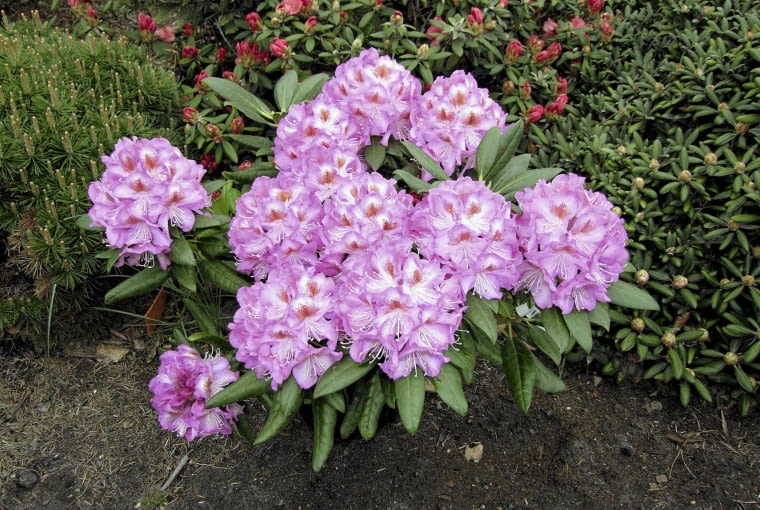 Różanecznik 'Kazimierz Odnowiciel'