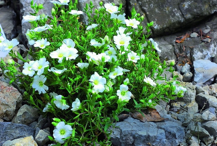 Rogownica alpejska Rogownica alpejska