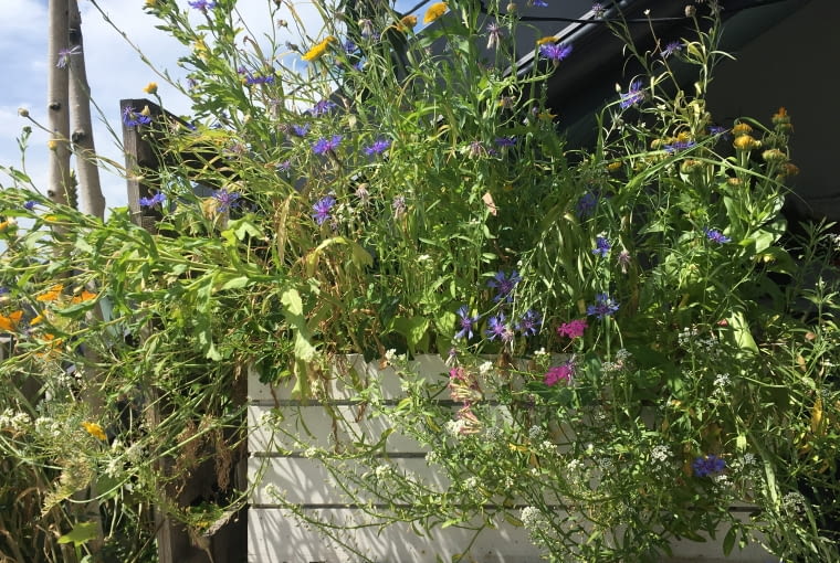 Kwietna łąka w donicy Kwietna łąka w donicy