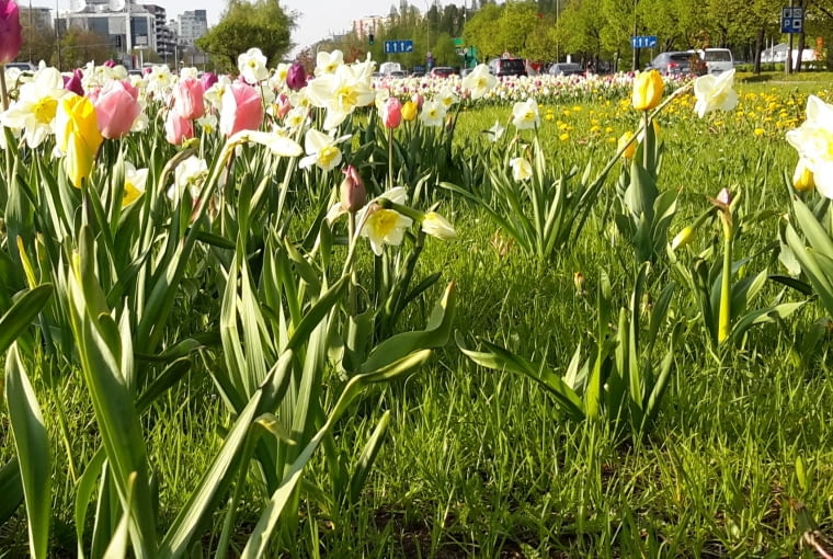 Wiosenny kwietnik na Dolince Służewieckiej Wiosenny kwietnik na Dolince Służewieckiej