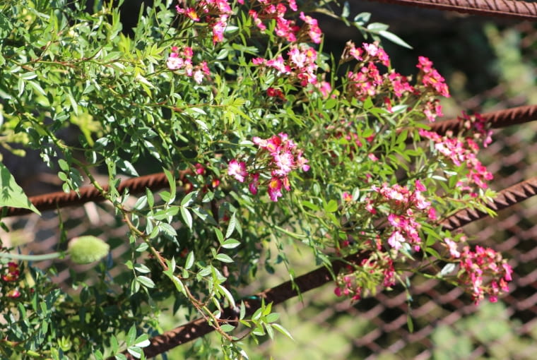 Róża 'Beys' Róża 'Beys'