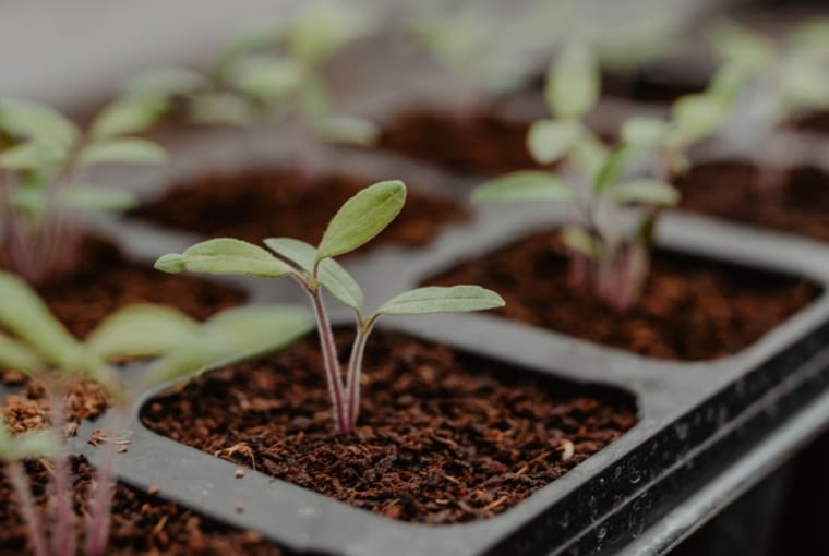 Rozsada pomidory Rozsada pomidory