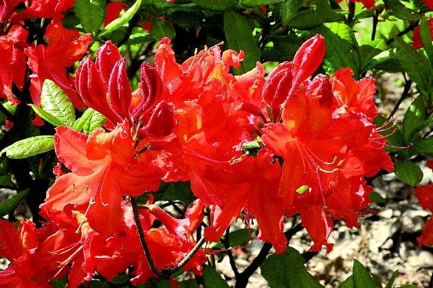 Azalia wielkokwiatowa 'Balzac' Rhododendron 'Balzac'