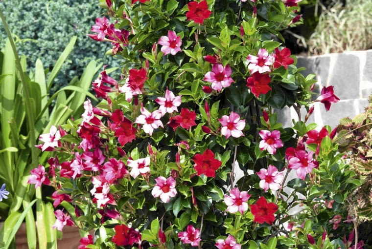 Mandevilla sanderi SLOWA KLUCZOWE: Close Up Einj hrige Pflanze Mandevilla Mandevilla (Genus) Mandevilla sanderi Nahaufnahme Nova Bilder pink Sommerblumen Sommerblumen M-R rot