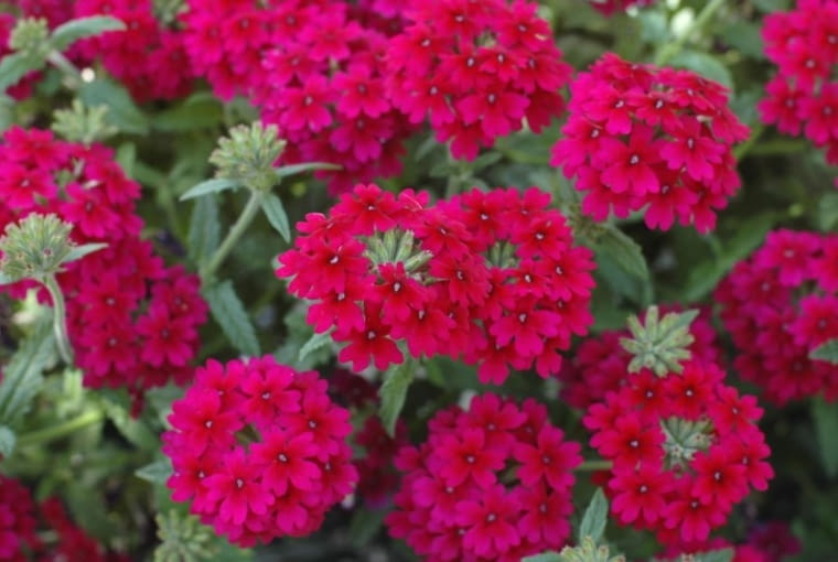 Werbena 'Violet' z serii Estrella Werbena 'Violet' z serii Estrella