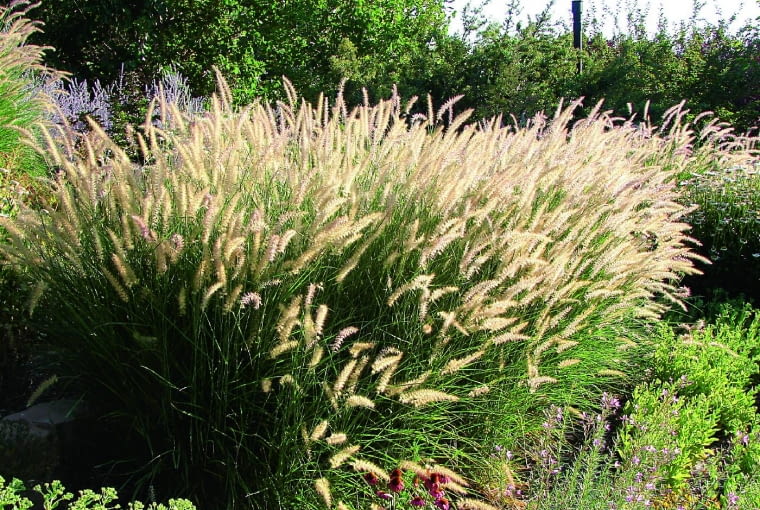 Rozplenica japońska Rozplenica japońska