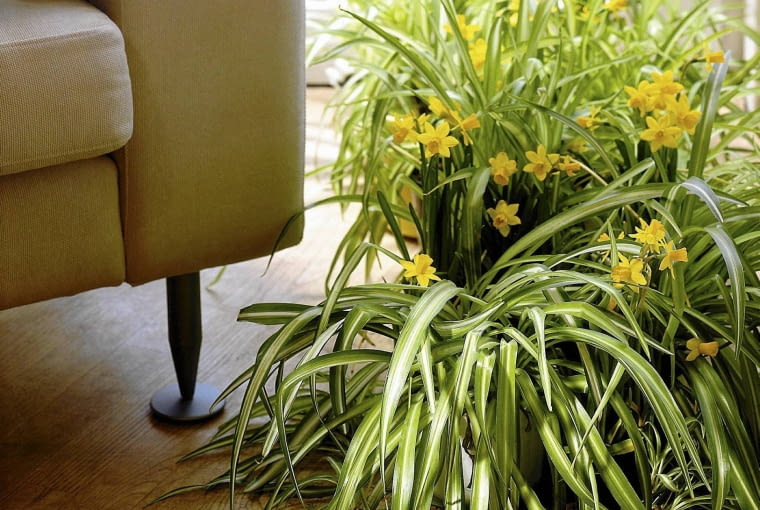 Zielistka Sternbergera ZIELISTKA , FOTEL CHLOROPHYTUM COMOSUM NARCYZ NARCISSUS ARANZACJA - KINGA ANNA KLOSINSKA , MARTA DZIKOWSKA - LUCZYWO FOT. MARIUSZ PIETRON PUBLIKACJA CZTERY KATY NR 4 (139) - 4.2003 PUBLIKACJA PORADNIK DOMOWY NR 4 (176) - 4.2005 PUBLIKACJA KWIETNIK NR 2 (134) - 2.2006 PUBLIKACJA KWIETNIK NR 5 (197) - 5 2011 SLOWA KLUCZOWE: ROSLINY MEBLE WNETRZA ZDJĘCIE DO WKŁADKI: PUBLIKACJA CZTERY KATY NR 4 (139) - CZASOPISMA PUBLIKACJA PORADNIK DOMOWY NR 4 (176) - CZASOPISMA PUBLIKACJA KWIETNIK NR 2 (134) - CZASOPISMA