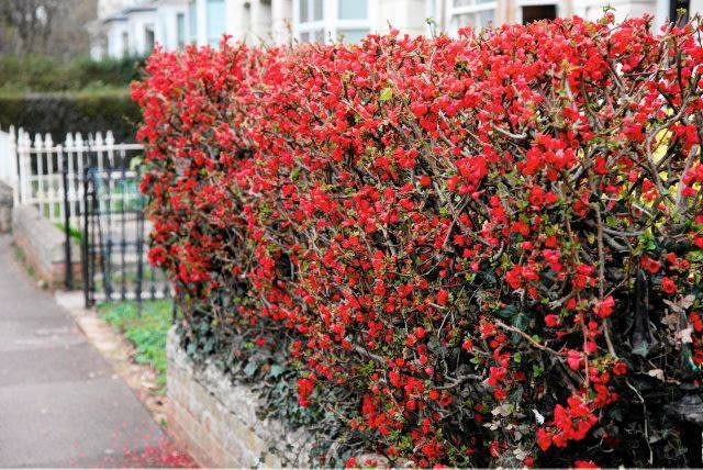 pigwowiec Chaenomeles used as a hadge SLOWA KLUCZOWE: beschnitten Blume Busch Close-up Close Up FrA?hling Garten Hecke Karminrot MA!rz Nahaufnahme Portrait Strauch urban winterfest winterhart