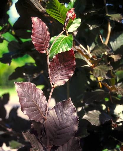 Buk pospolity 'Purple Fontain' Buk pospolity 'Purple Fontain'