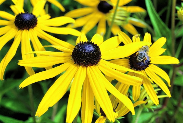 rudbekia błyskotliwa rudbekia błyskotliwa