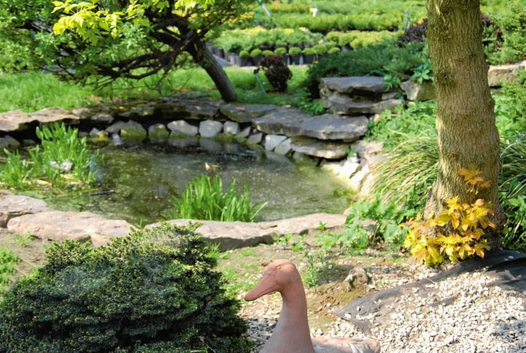 ŻWIROWY OGRÓDEK z miniaturowym świerkiem 'Little Gem' u stóp złotego klonu jesionolistnego 'Odessanum'. ŻWIROWY OGRÓDEK z miniaturowym świerkiem 'Little Gem' u stóp złotego klonu jesionolistnego 'Odessanum'.