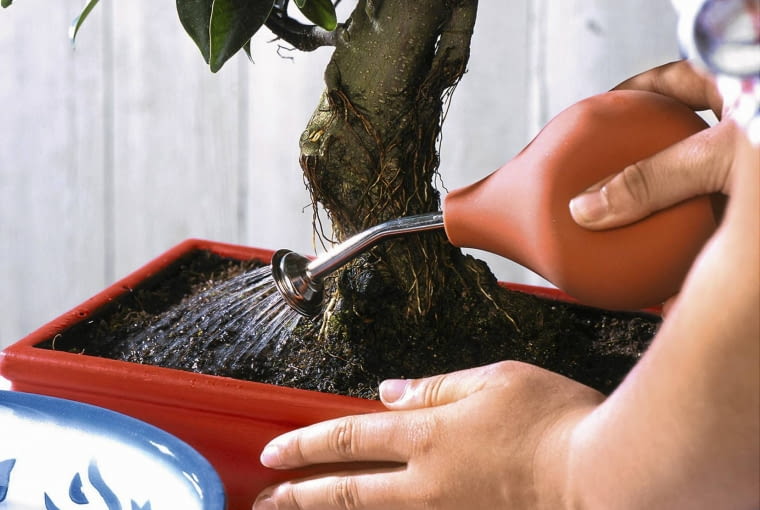 fikus, bonsai Stepp: Mit 'Gummiball' t glich bespr´hen SLOWA KLUCZOWE: Anleitung Asia Look Asia Style Asia-Look Asien Asien Stil Asien Style Bonsai Bonsai-Schere Bonsaibaum Bonsaib ume Bonsais B umchen Deco Decoration Deko Dekoration G rtnern Hand Handgriff H nde Mini Miniatur-Baum Minipflanzen Pflanze Pflanzen Pflanzenpflege Pflege Pflegeanleitung Pflegetip Pflegetipp Pflegetipps Pflegetips Stepp-Fotos Tip Tipp Tipp-Spalte Tipps Tips Topfpflanze Topfpflanzen Wasser Wasserspr´her Werkzeug Zimmerpflanze Zimmerpflanzen asia deko asiatisch bespr´hen gie?en klein pflegen spr´hen Hochformat