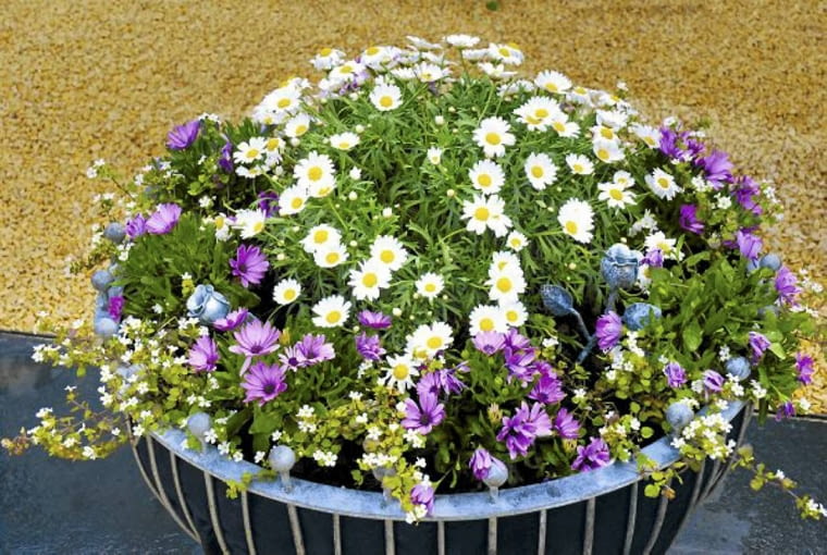 Srebrzeń, fioletowe osteospermum i drobnokwiatowa bakopa posadzone w dużym pojemniku tworzą zgrabną kopułę. Srebrzeń, fioletowe osteospermum i drobnokwiatowa bakopa posadzone w dużym pojemniku tworzą zgrabną kopułę.