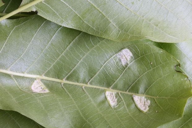 Pilśniowiec na dolnej stronie liścia orzecha włoskiego. Choroby roślin, szkodniki