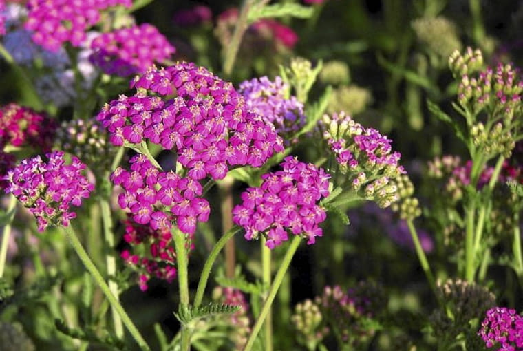 Purpurowy krwawnik 'Cerise Queen' kwitnie od czerwca do października Purpurowy krwawnik 'Cerise Queen' kwitnie od czerwca do października