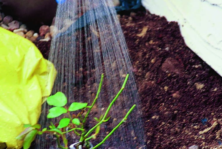 Ziemię ugniatamy, tworząc wokół nasad pędów misowate zagłębienie. Krzew podlewamy bardzo obficie - pod jedną roślinę warto wlać nawet 10 l wody. Gdy podłoże osiądzie, zwykle trzeba jeszcze nieco go dosypać, by miejsce szczepienia szlachetnej odmiany na podkładce znalazło się 3-5 cm pod ziemią. Posadzony w ten sposób krzew mocno się ukorzeni i będzie dobrze się rozrastał.