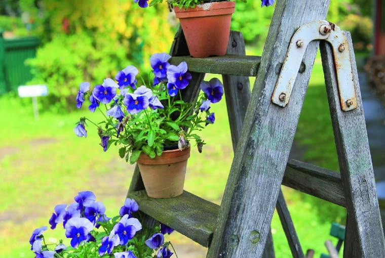 Bratki doskonale wyeksponowane na stopniach starej drabiny.