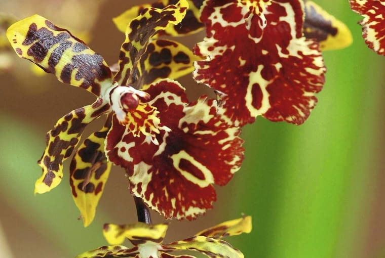 Jęzatka - odmiana mieszańcowa. 29.07.2005 WARSZAWA DLA MIESIECZNIKA KWIETNIK KWIATY ROSLINY WE WNETRZU STORCZYKI STORCZYK ORCHIDEA ORCHIDEE ROSLINA DONICZKOWA DONICZKOWE CABBRIA STYLIZACJA: ANETA KOSIBA FOT. LUKASZ ZANDECKI / AGENCJA GAZETA PUBLIKACJA KWIETNIK NR 10 (130) - 10.2005 SLOWA KLUCZOWE: ROSLINY KWIATY ZDJĘCIE DO WKŁADKI: PUBLIKACJA KWIETNIK NR 10 (130) - CZASOPISMA