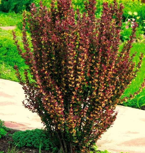 Berberys Thunberga 'Red Pillar' Berberys Thunberga 'Red Pillar'