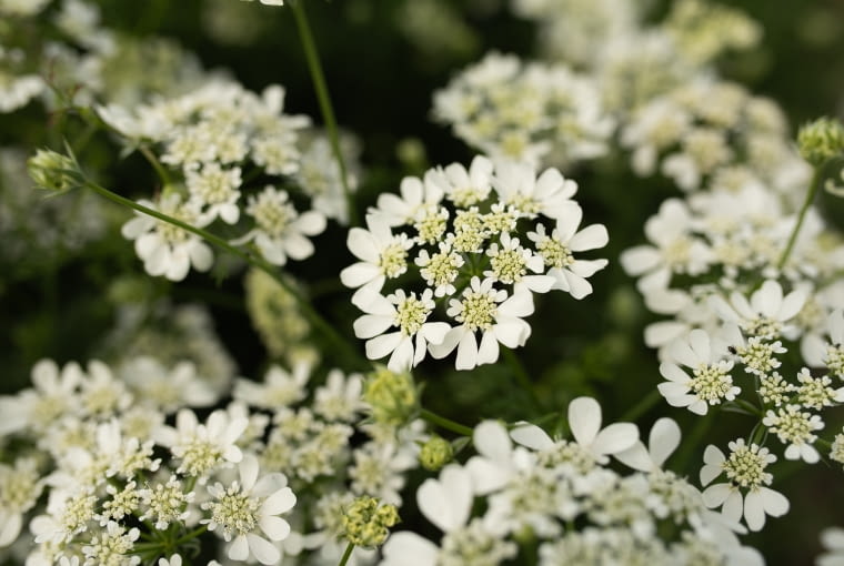 Bukiety z własnego ogrodu Bukiety z własnego ogrodu