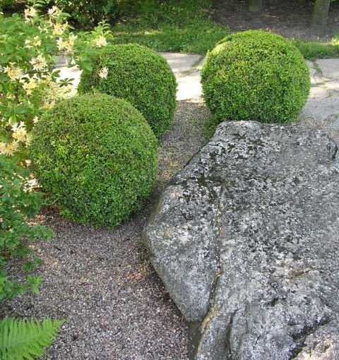 Bukszpan wieczniezielony (Buxus sempervirens) Bukszpan wieczniezielony (Buxus sempervirens)