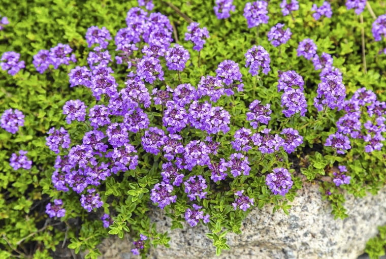 Tymianek (Thymus vulgaris) Tymianek (Thymus vulgaris)